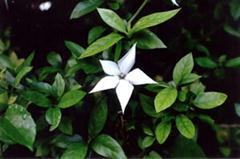 رندیا فورموسا